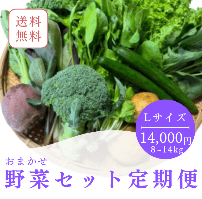 Lサイズ